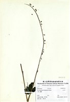 藏品(尖舌草)的圖片